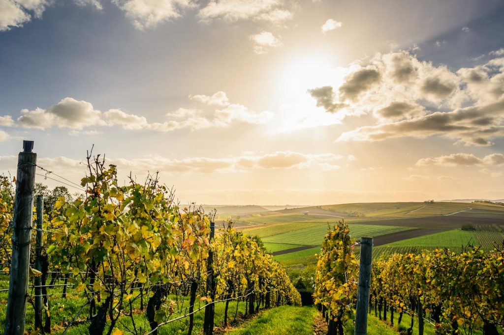 Le petit meslier : un trésor caché des vignobles champenois