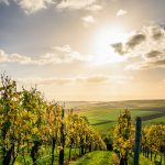 Le petit meslier : un trésor caché des vignobles champenois