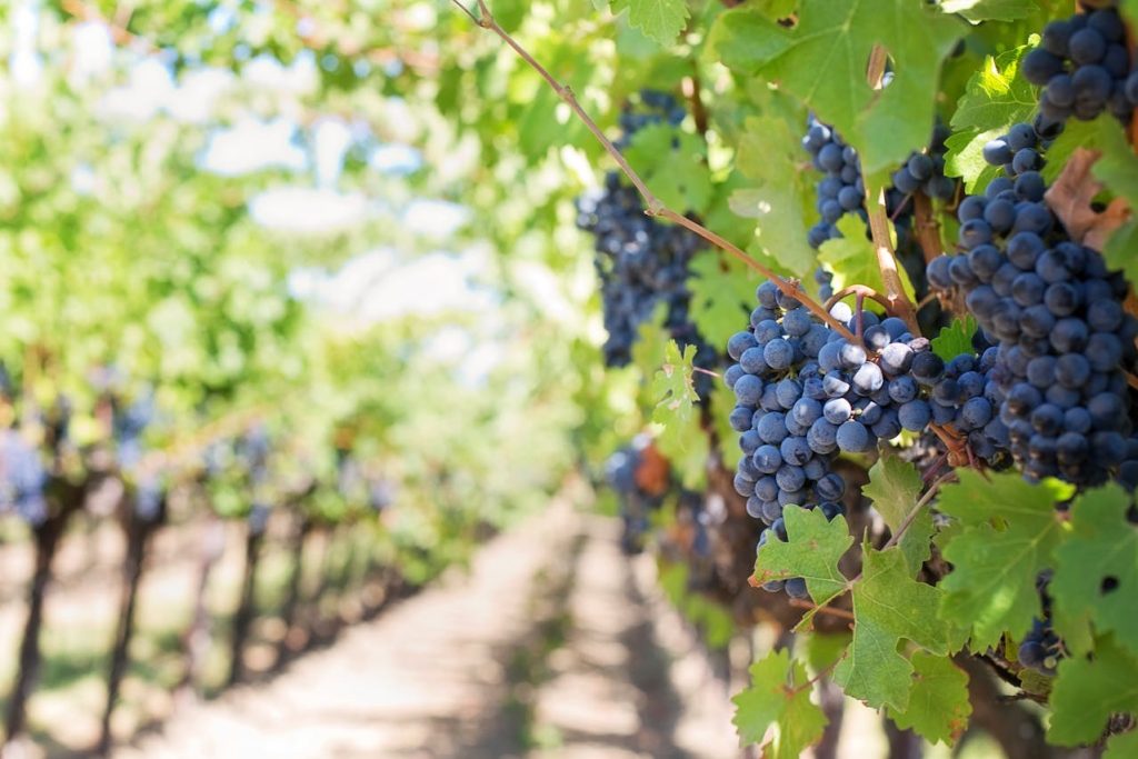 Comprendre la certification HVE en viticulture