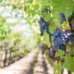 Comprendre la certification HVE en viticulture