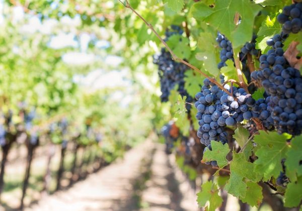 Comprendre la certification HVE en viticulture