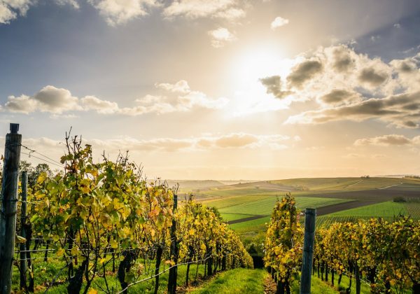 Le petit meslier : un trésor caché des vignobles champenois